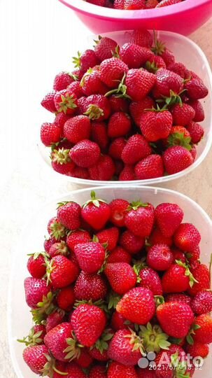 Клубника саженцы