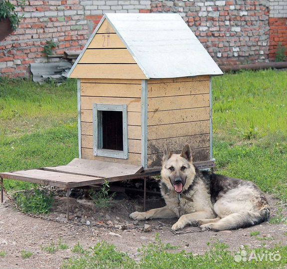 Крупный пёс