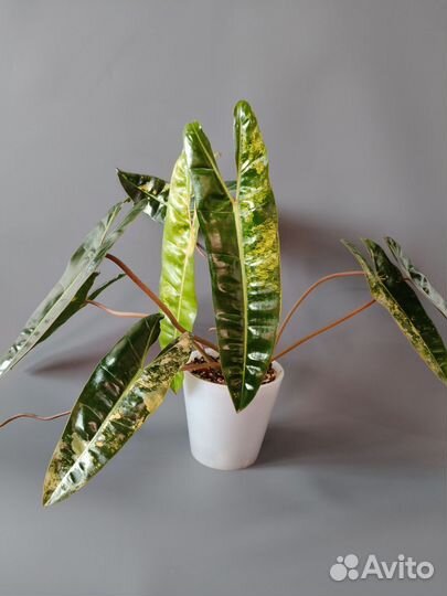 Филодендрон биллитау вариегатный