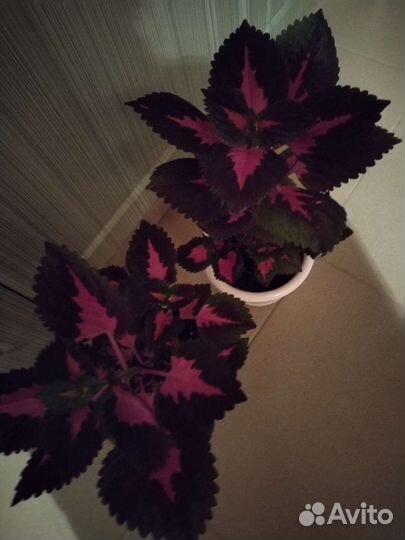 Хлорофитум и другие цветы продаю или обмен