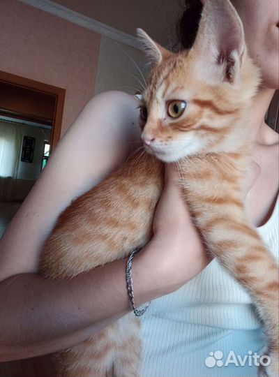 Рыжий котенок в добрые руки