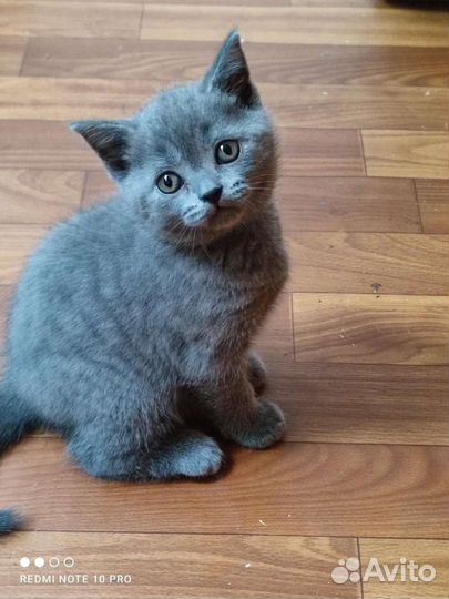 Последний мальчик