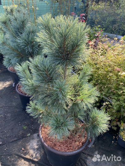 Сосна вандервульф