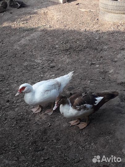 Мускусные утки