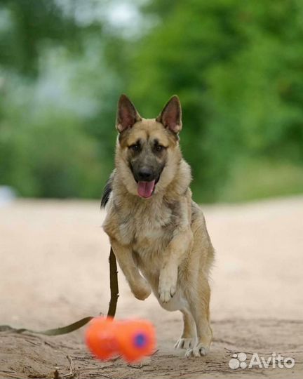 Собака Спарки ищет дом