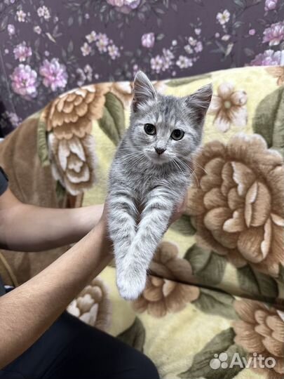 Котенок в добрые руки