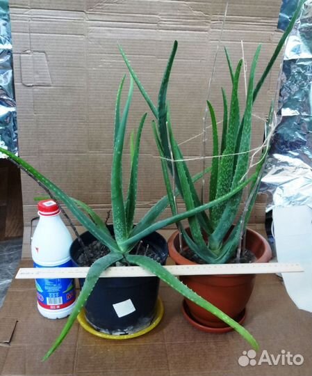Алоэ Вера 3,5 летние, лекарственные растения