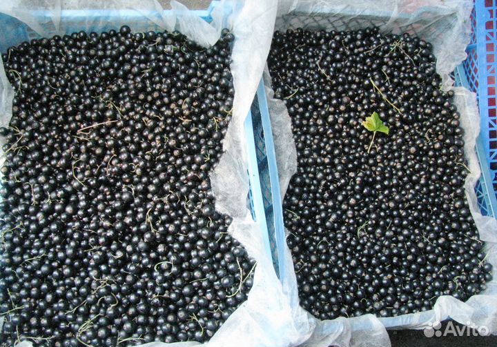 Смородина черная, ягода вызревшая, цена за 1 кг