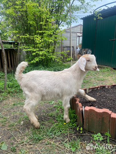 Козлики Нубокомори