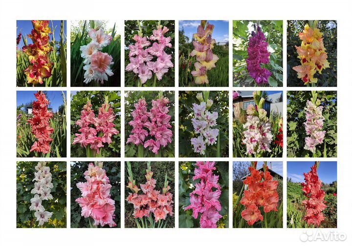 Гладиолусы (луковицы)