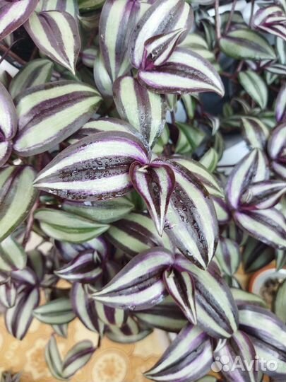 Традесканция зебрина