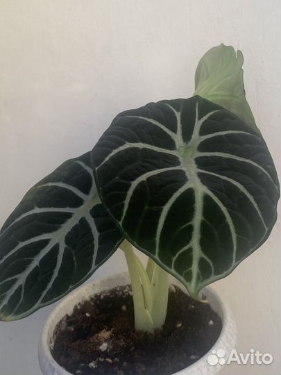 Алоказия блэк вельвет