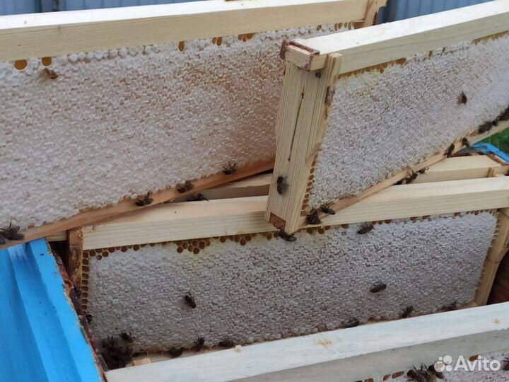 Пчелопакеты карника