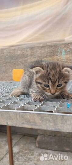 Британские котята в добрые руки