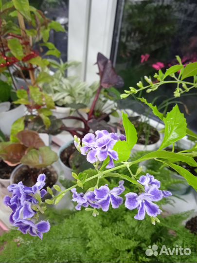 Комнатные цветы