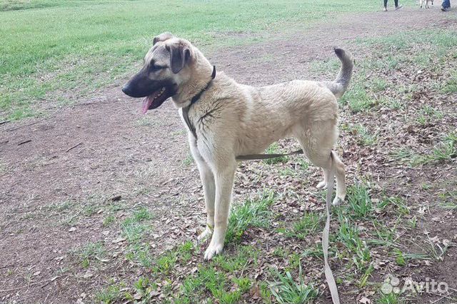 Щенок-подросток Гермиона