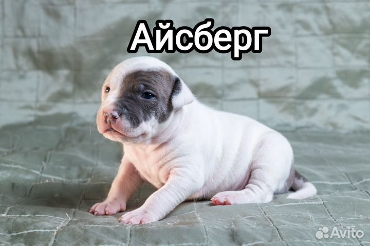 Амстафф щенки