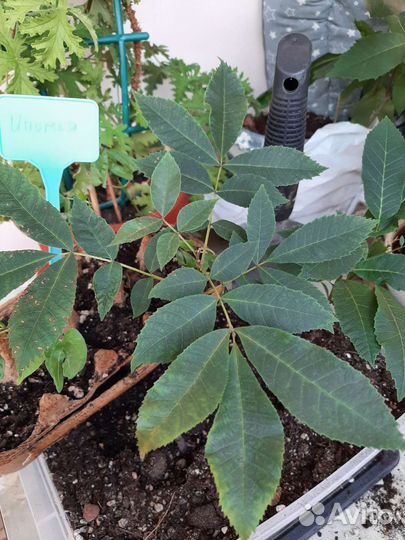 Саженцы ореха пекан прошлого года, обмен