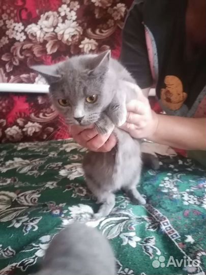 Кошки в добрые руки бесплатно