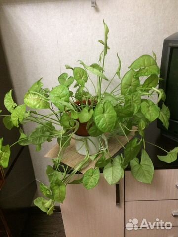 Сингониум голден