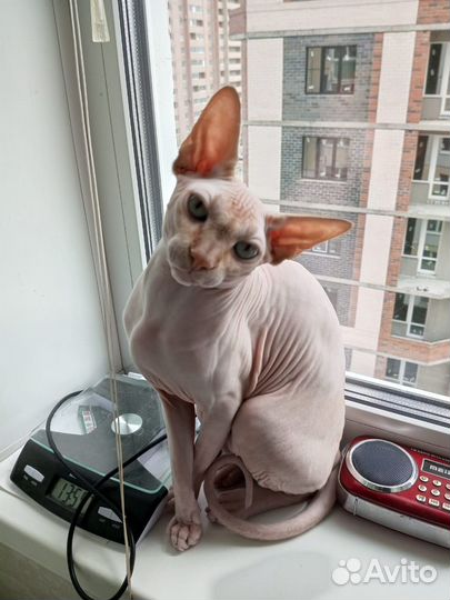 Канадский сфинкс