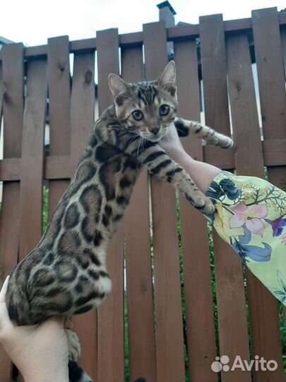 Бенгальские котята