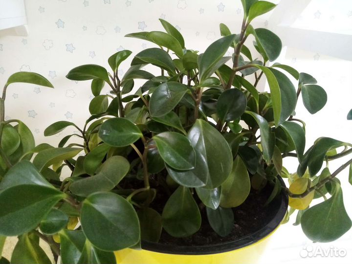 Цветок комнатный пеперомия туполистная