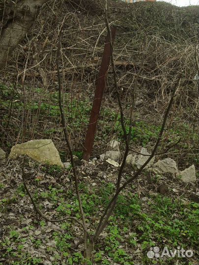 Грецкий орех саженцы