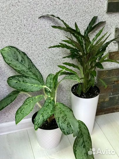 Аглаонема и Калатея