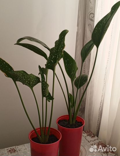 Каллы желтые