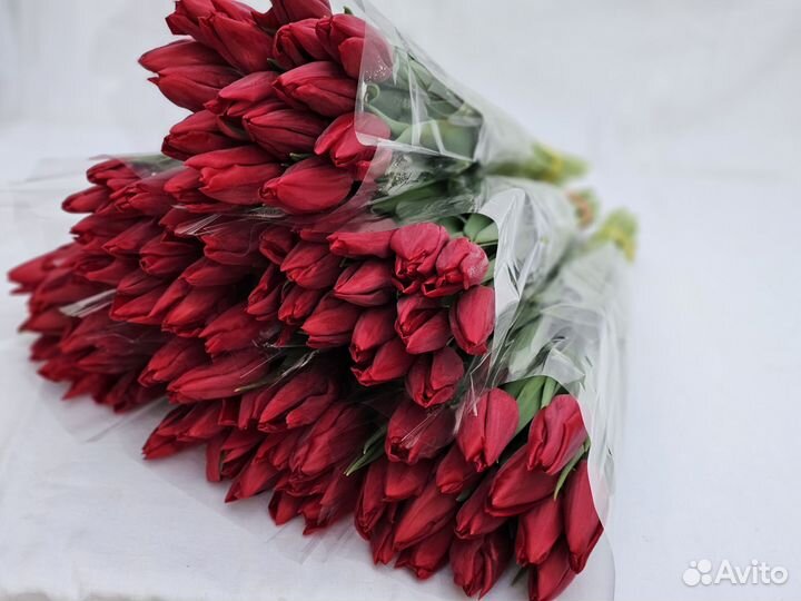 Тюльпаны оптом