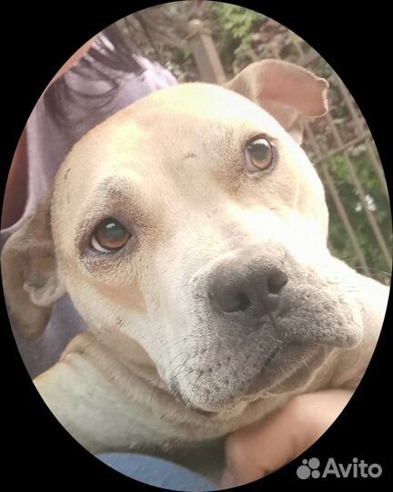 Собака Дина