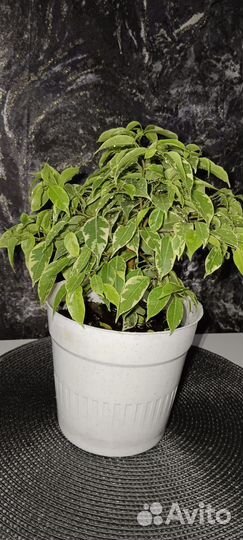 Фикус Кинки