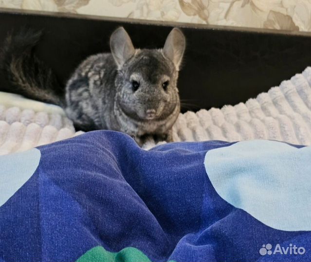 Шиншиллята мальчики