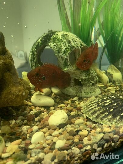 Аквариум с рыбками и фильтром