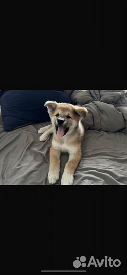 Щенки акита ину