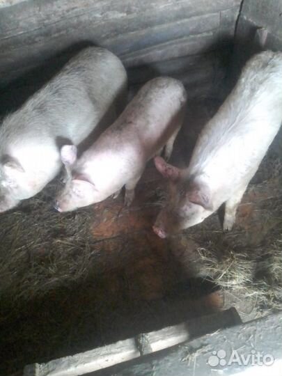 Продам скотину