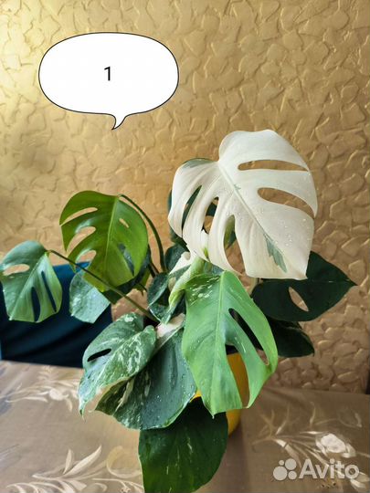 Монстера вариегатная альба