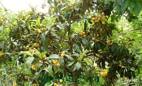 Мушмула свежие семена