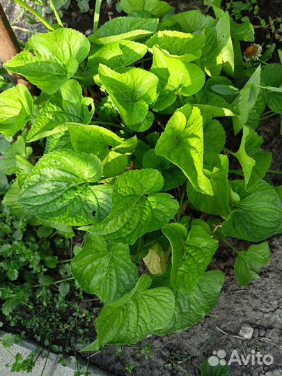 Садовые многолетники