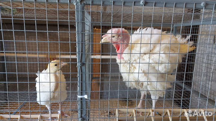 Индюки индюшата только импортное яйцо