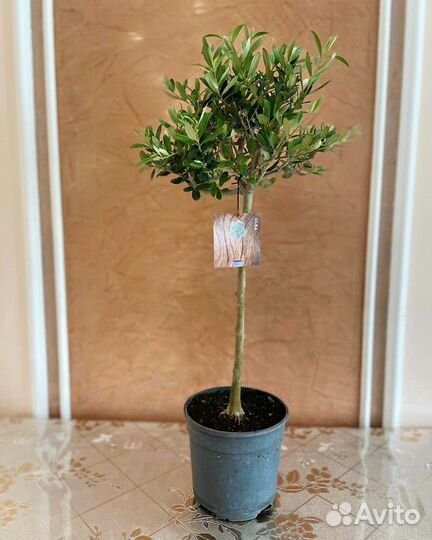 Олива европейская 110 см