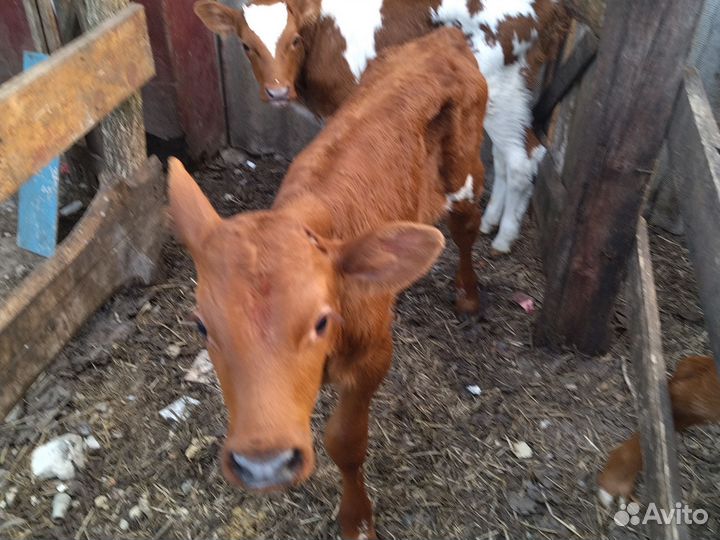 Бычки и телята