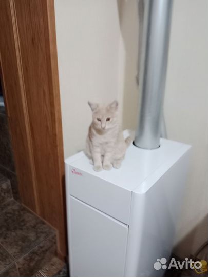 Кошечка 6 месяцев