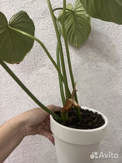 Филодендрон гибрид