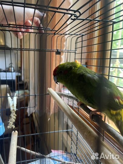 Попугай какарик с клеткой