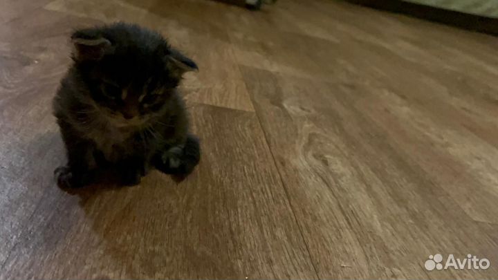 Котята мейн-кун полидакт