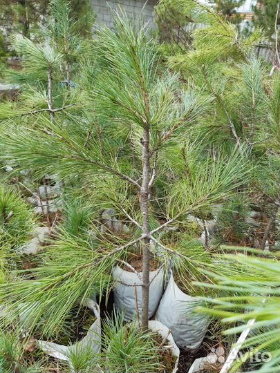 Саженцы сибирского кедра