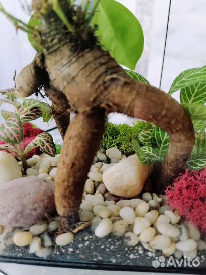 Флорариум из влаголюбивых растений