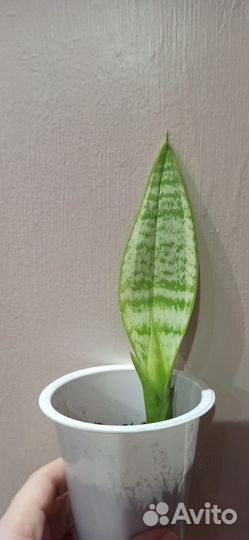 Сансевиерия